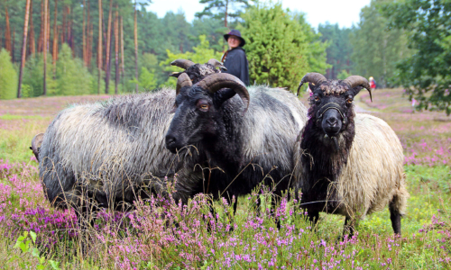Celle_Heide_schnucke